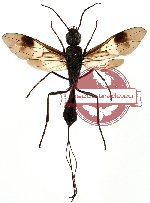 Ichneumonidae sp. 3 (SPREAD)