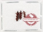 Scientific lot no. 165 Brenthidae (3 pcs)