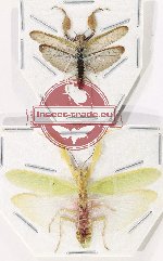 Scientific lot no. 28 Mantidae (2 pcs)