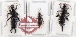 Scientific lot no. 172 Dermaptera (3 pcs - 1 pc A2)
