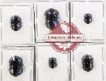 Scientific lot no. 135 Blattodea (6 pcs)