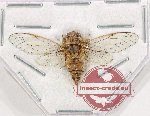 Cicadidae sp. 90 (A2)