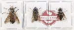Scientific lot no. 134 Diptera (3 pcs)