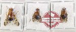 Scientific lot no. 135 Diptera (3 pcs)