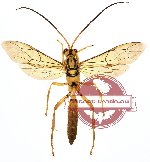 Ichneumonidae sp. 4 (A-) (SPREAD)