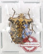 Pentatomidae sp. 77