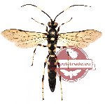 Ichneumonidae sp. 5 (SPREAD)