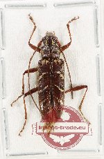 Tmesisternus sp. 30 (A2)