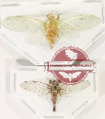 Scientific lot no. 39 Cicadidae (2 pcs A-)
