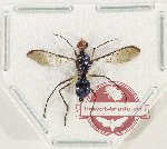 Diptera sp. 62 (A2)