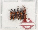 Scientific lot no. 170 Brenthidae (5 pcs)