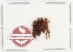 Scientific lot no. 164 Brenthidae (4 pcs)