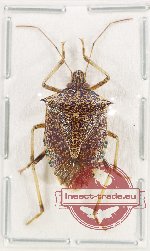 Pentatomidae sp. 74