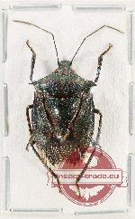 Pentatomidae sp. 75
