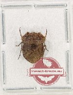 Nerthra sp. 4