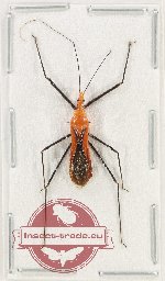 Reduviidae sp. 37 (A2)