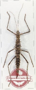 Phasmidae sp. 96 (A-)