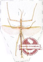 Phasmidae sp. 94 (A-)
