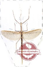 Phasmidae sp. 93 (A-)