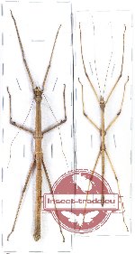 Scientific lot no. 47 Phasmidae (2 pcs)