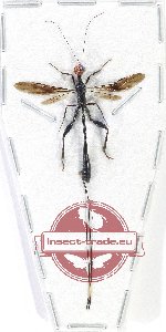 Gasteruptiidae sp. 2