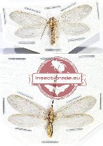 Scientific lot no. 18 Neuroptera (2 pcs)