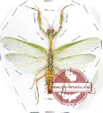 Hierodula membranacea