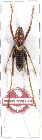 Gryllidae sp. 3 (A-)