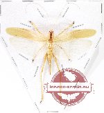 Orthoptera sp. 66