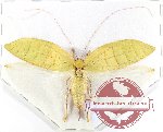 Onomarchus sp. 2 (A-)