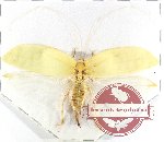 Onomarchus sp. 1 (A-)
