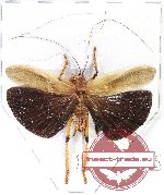 Gryllacrididae sp. 5 (A-)