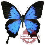 Papilio ulysses ssp. ulysses (10 pcs A2)