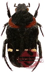 Glycyphana (Glycyphaniola) inusta (5 pcs)