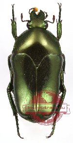 Ischiopsopha (s.str.) aruensis (5 pcs)