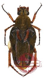 Ixorida (Emas) thoracica (5 pcs)