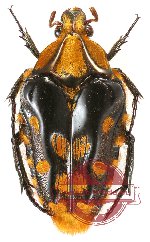 Coilodera penicillata (4 pcs A2)