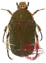 Cetonia (Eucetonia) sakaii Antoine (A2)