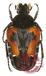 Taeniodera tricolor (A2)