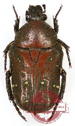 Glycyphana (Glycyphaniola) nepalensis ssp. roquesi