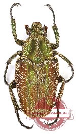 Mycteristes (Rhinacosmus) zebuanus (10 pcs A2)