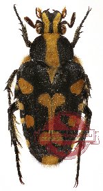 Ixorida (s.str.) mouhoti