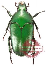 Ischiopsopha (s.str.) poggii (5 pcs)