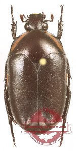 Digenethle juheli (10 pcs)