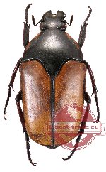 Lomaptera satanas (A-)