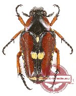 Ixorida (Oncosterna) butona munaensis Jákl, 2020