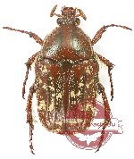 Euphoria sepulcralis (A2)