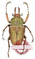 Mycteristes (Prigenia) vollenhovii