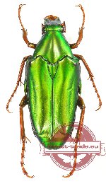 Chalcothea smaragdina