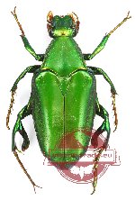 Pseudochalcothea planiuscula planiuscula (A-)